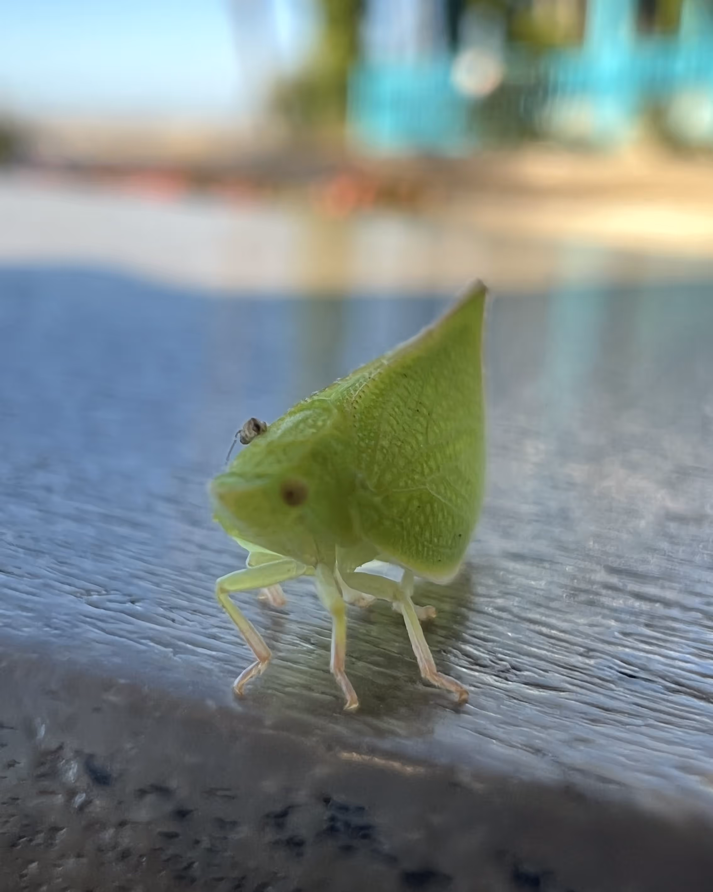 little bug creature close-up. he is green.